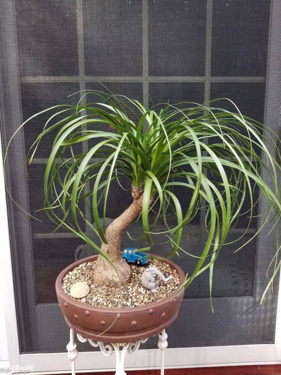 木本植物盆栽有哪些图片(适合养客厅的7种木本绿植)-图片10
